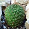 Rebutia padcayensis FR1423 01